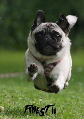 pug flying