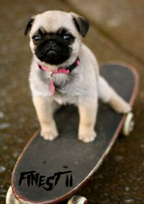 skateing pug